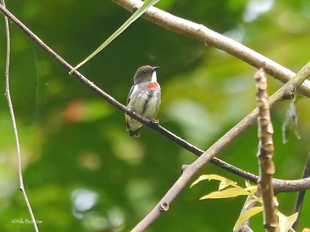 Image of Red-banded Flowerpecker