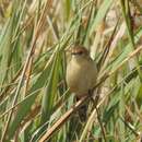 Image of Ethiopian Cisticola