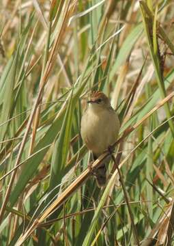 Image of Ethiopian Cisticola