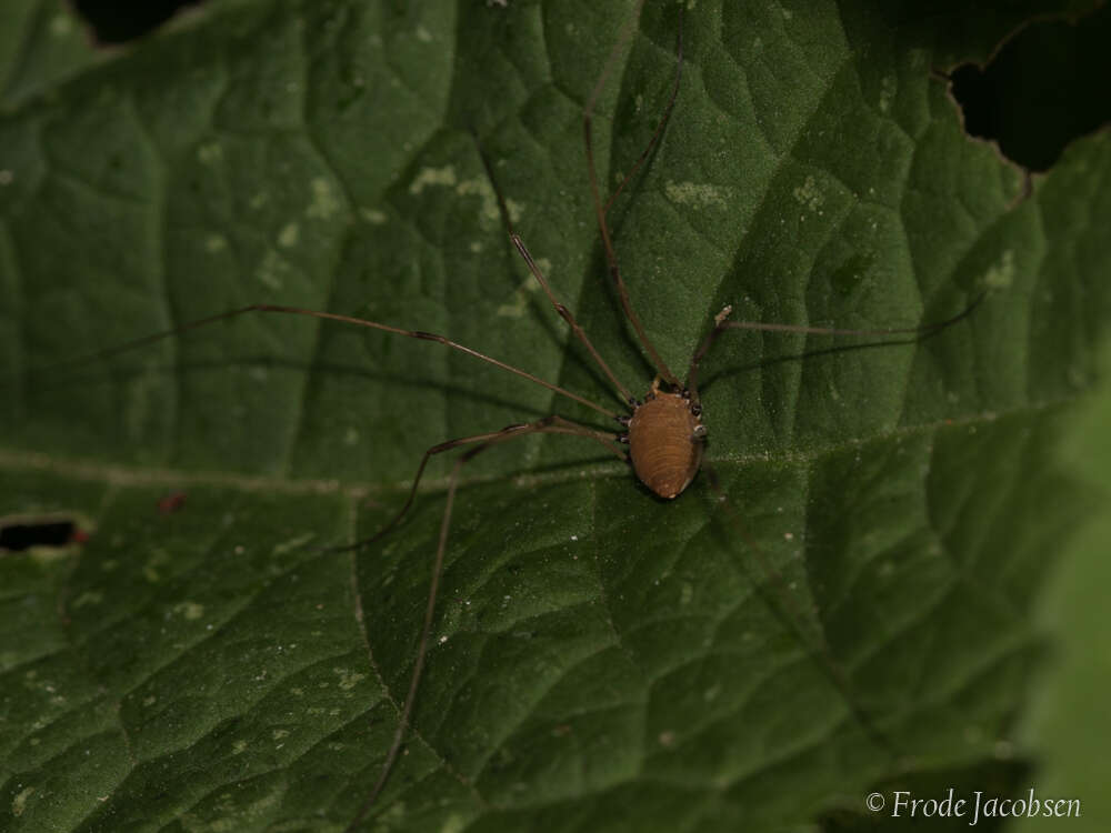 Image of Leiobunum euserratipalpe Ingianni, McGhee & Shultz 2011