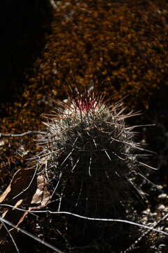 Image de Mammillaria rekoi (Britton & Rose) Vaupel