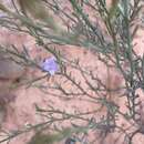 صورة Eremophila scoparia (R. Br.) F. Muell.