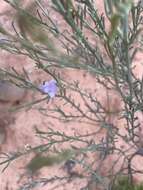 صورة Eremophila scoparia (R. Br.) F. Muell.