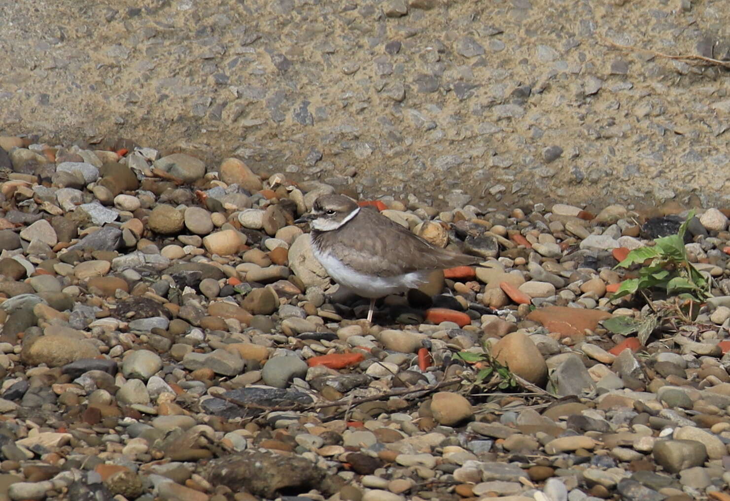 Image of Long-billed Plover