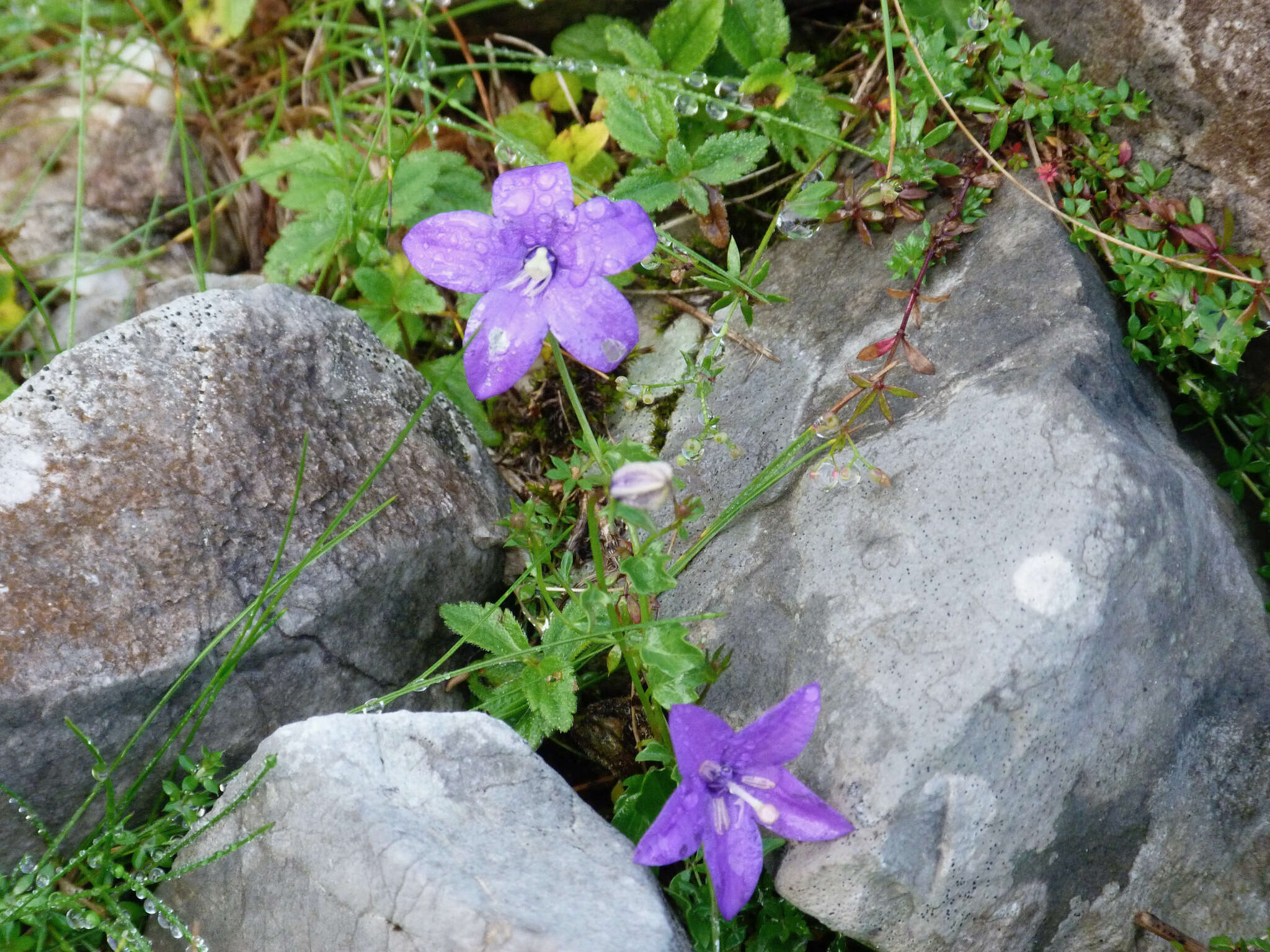 Image of Campanula arvatica Lag.