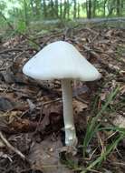 Image of Amanita bisporigera G. F. Atk. 1906