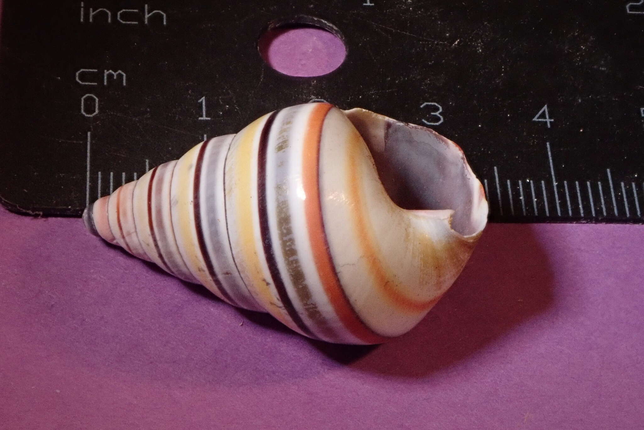 Image de <i>Liguus virgineus</i>