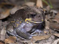 Image of Eastern Owl Frog