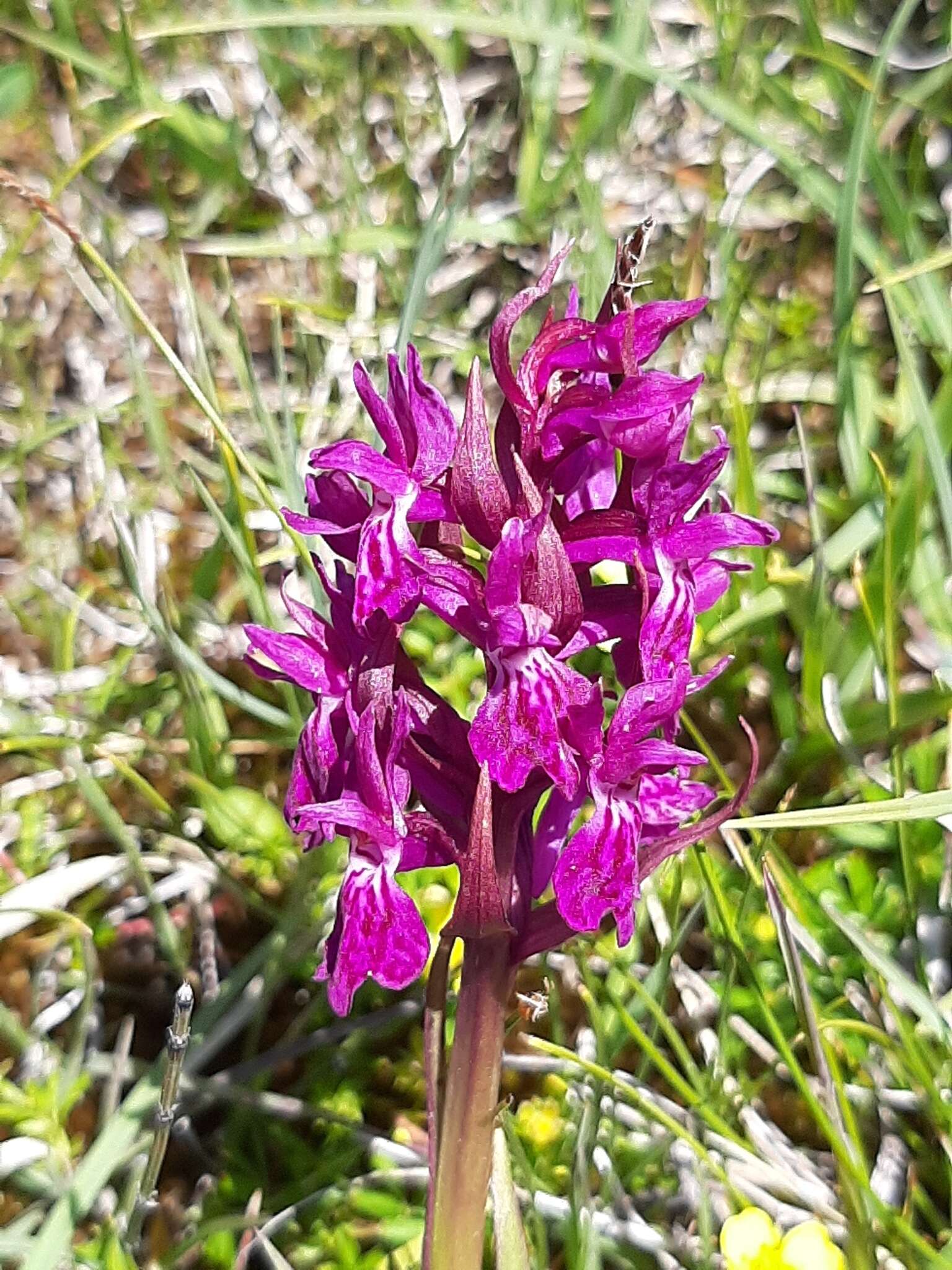 Image de Dactylorhiza lapponica (Laest. ex Hartm.) Soó