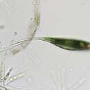 Image of Phacus elegans Pochmann 1942