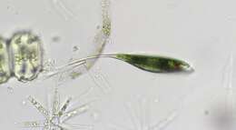 Image of Phacus elegans Pochmann 1942