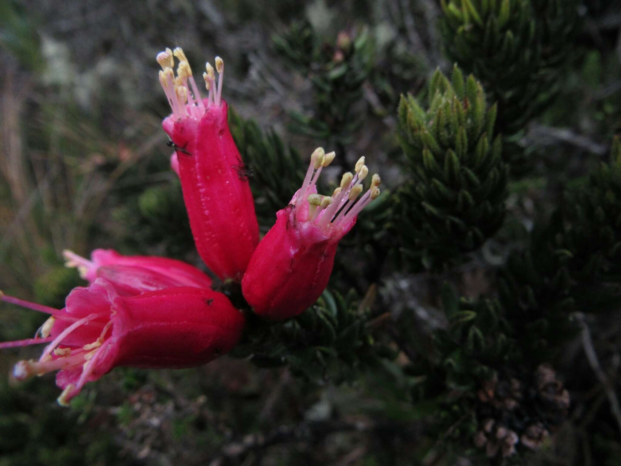 Image de Bejaria resinosa Mutis ex L. fil.