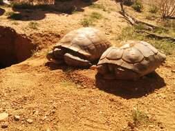 Image of desert tortoise