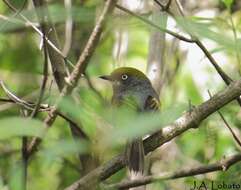 Слика од Vireo brevipennis (Sclater & PL 1858)