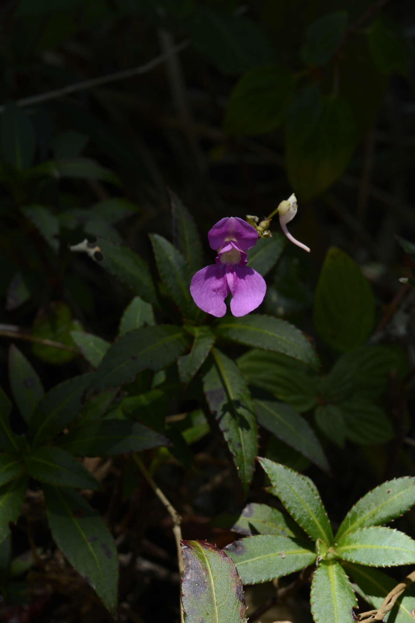 Image of Impatiens tangachee Bedd.