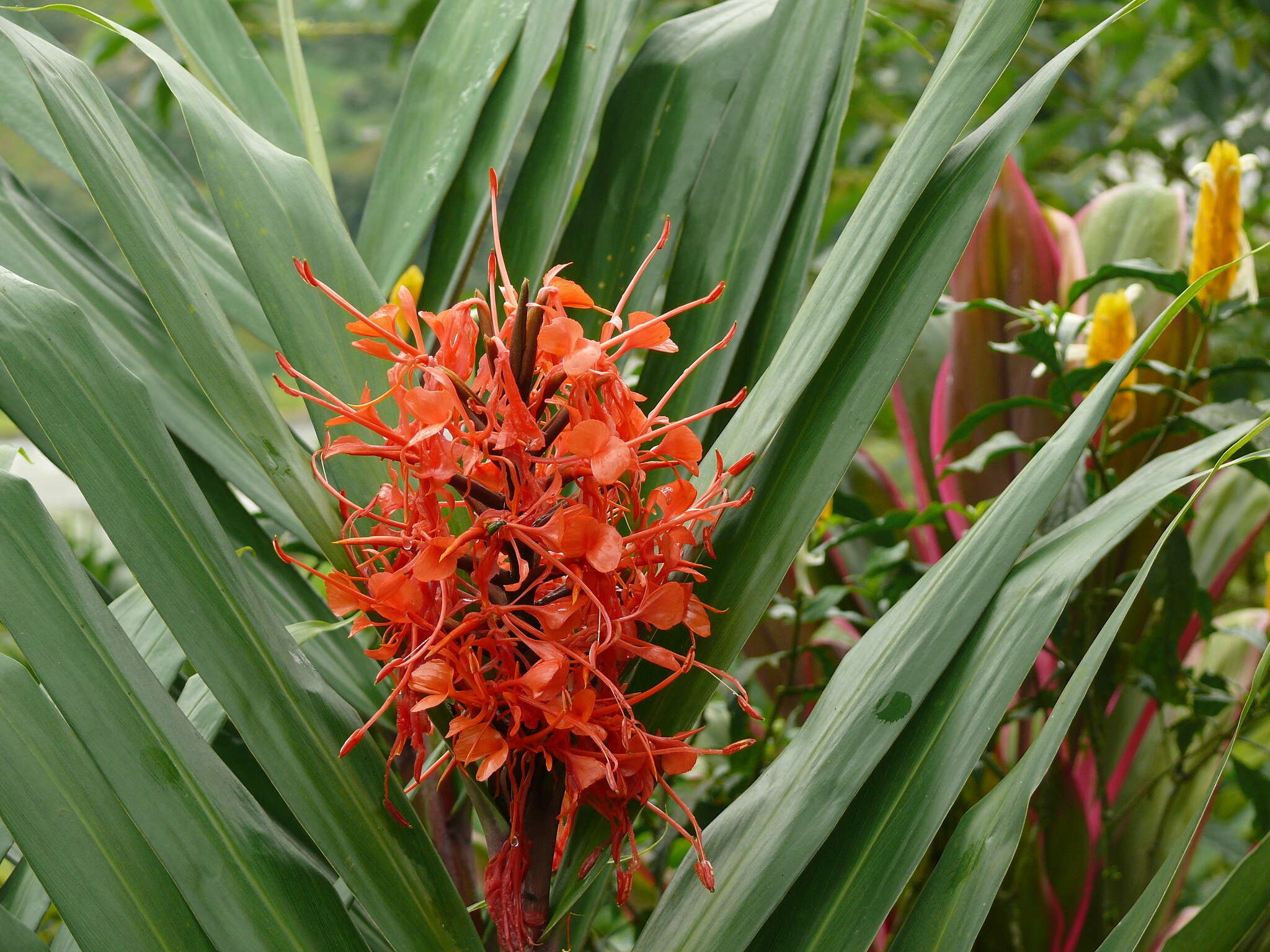 Слика од Hedychium coccineum Buch.-Ham. ex Sm.