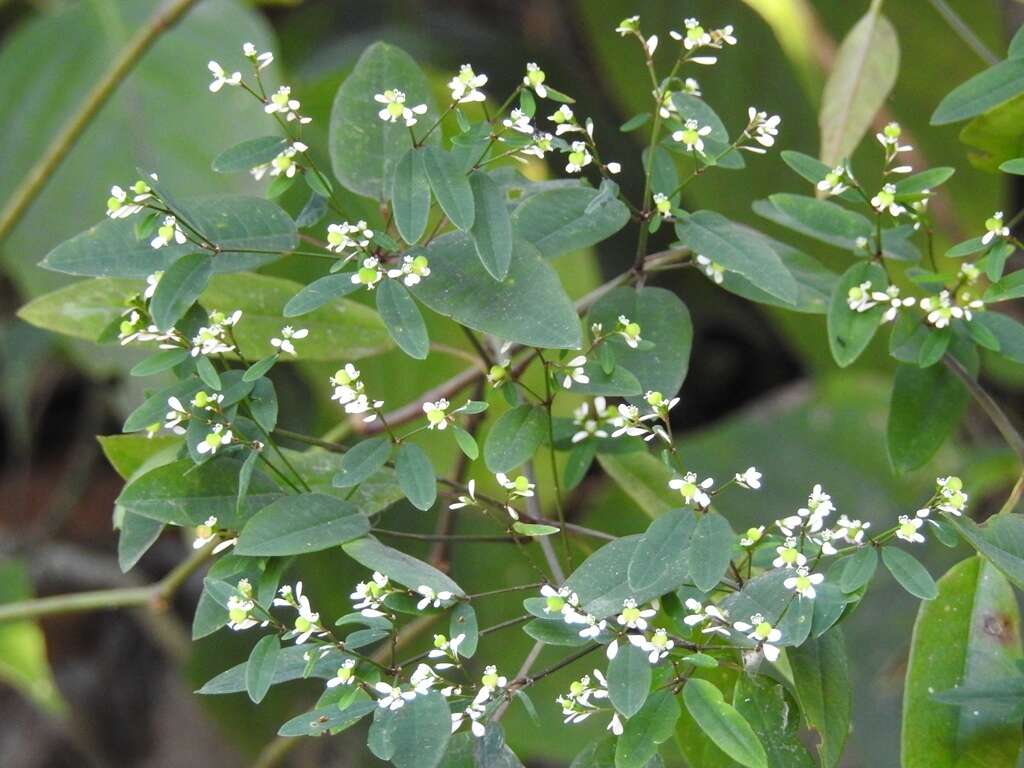 Image of Euphorbia ariensis Kunth