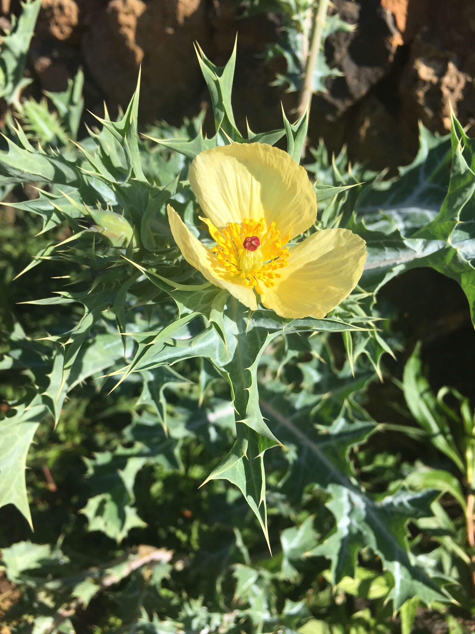 Image of Mexican pricklypoppy