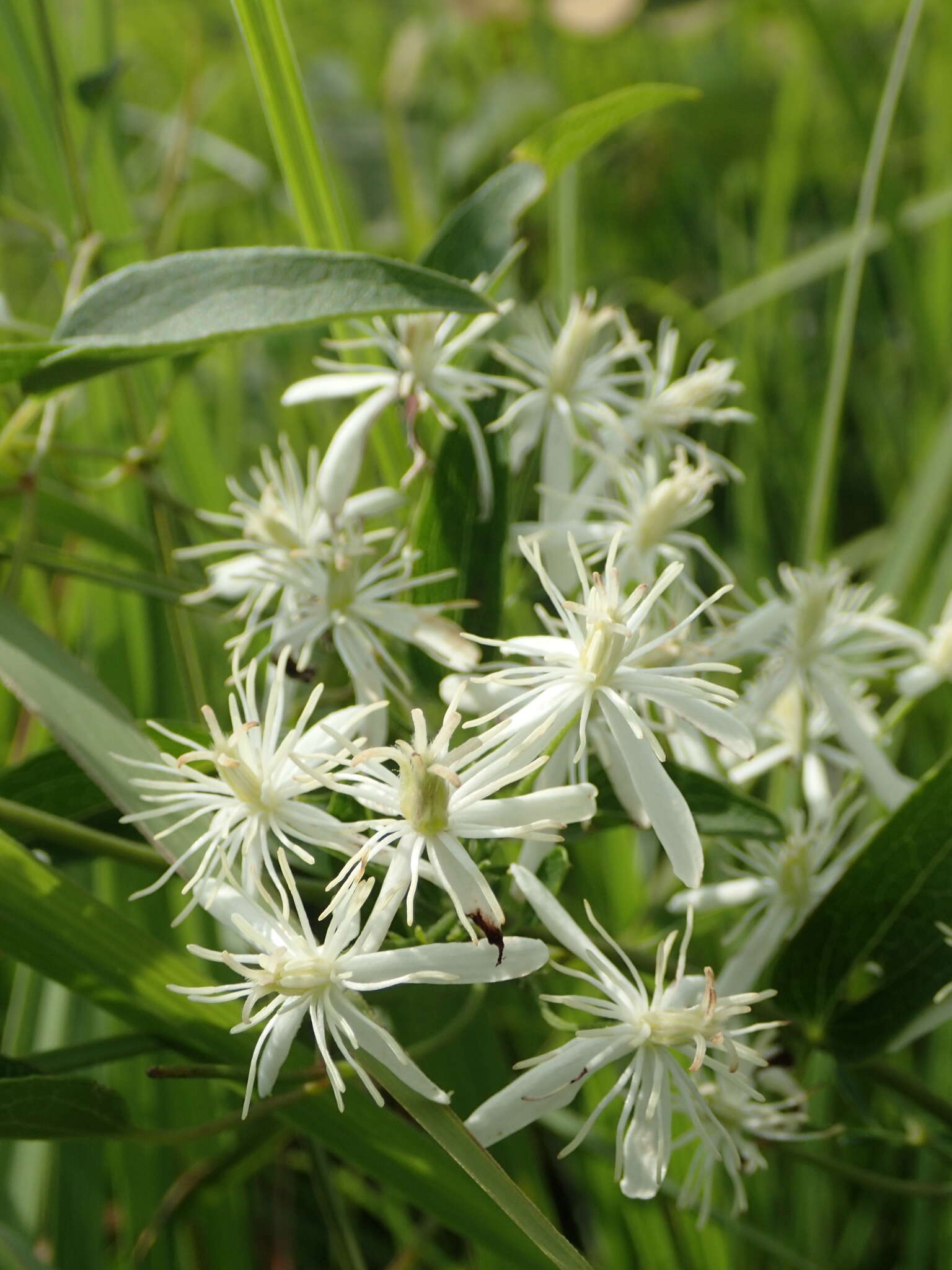 Sivun Clematis chinensis var. tatushanensis T. Y. A. Yang kuva