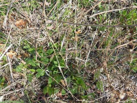 Image of Drummond's aster