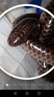 Image of Big-scaled Blind Snake