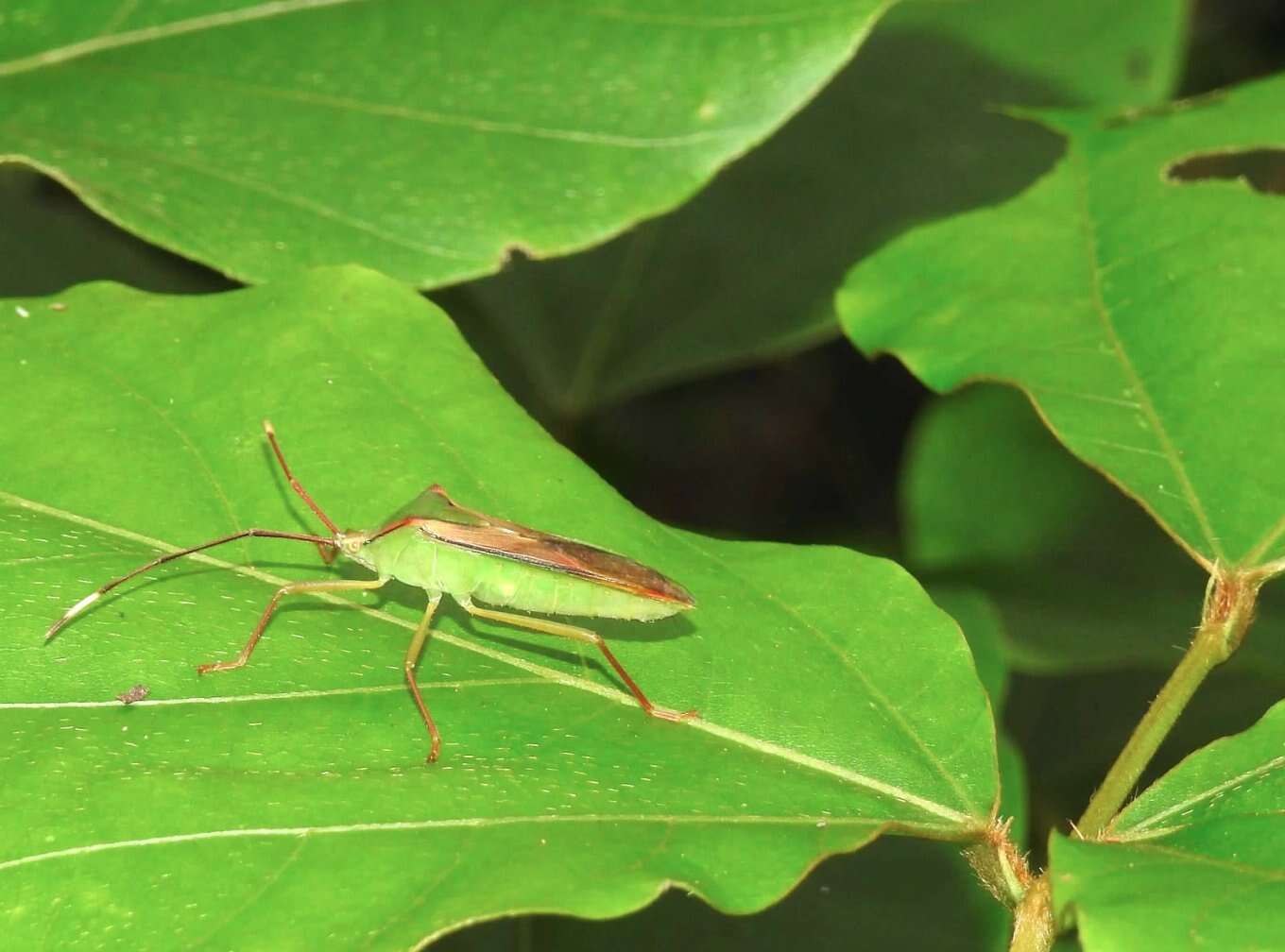 Plancia ëd Homoeocerus (Anacanthocoris) striicornis Scott 1874