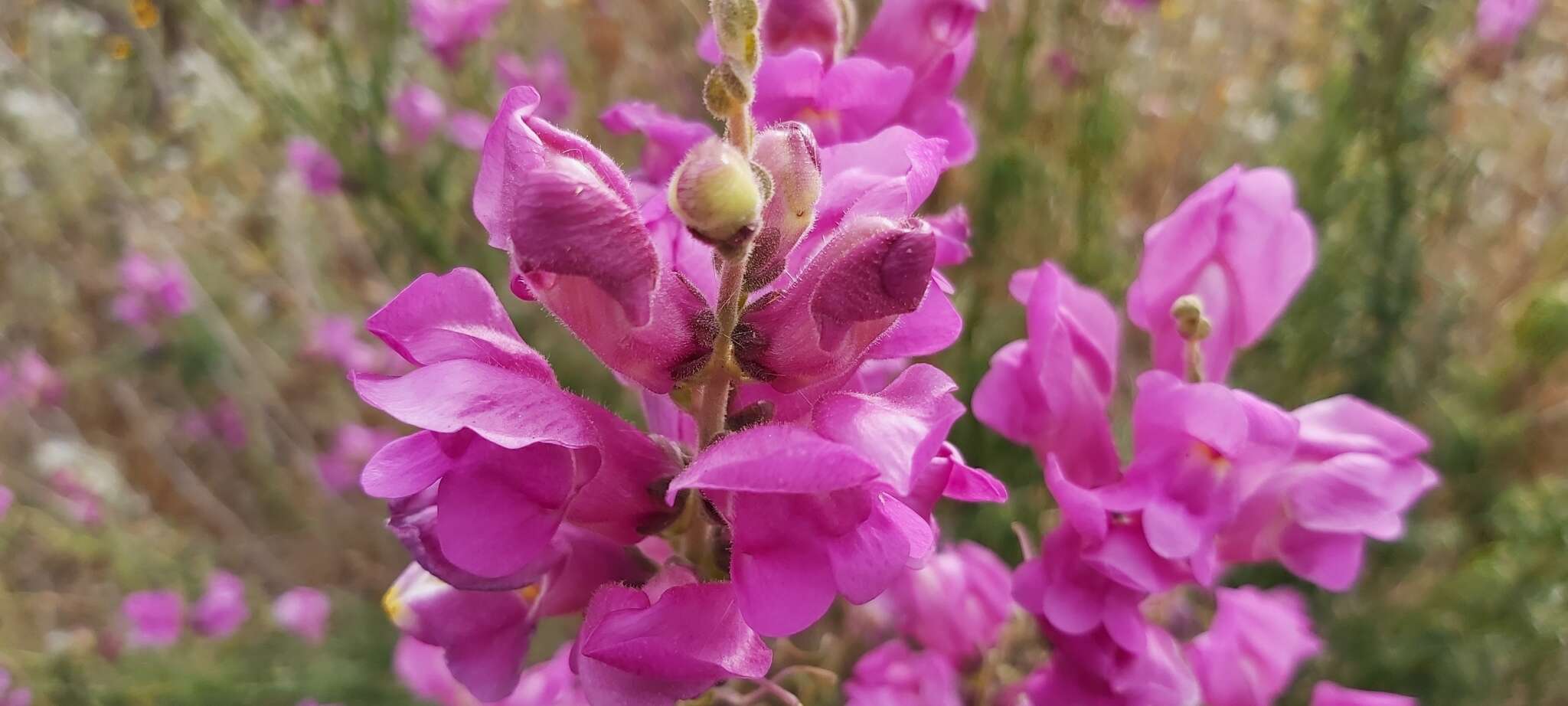 Image of Antirrhinum tortuosum Bosc ex Vent.