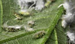 Image of Psyllid