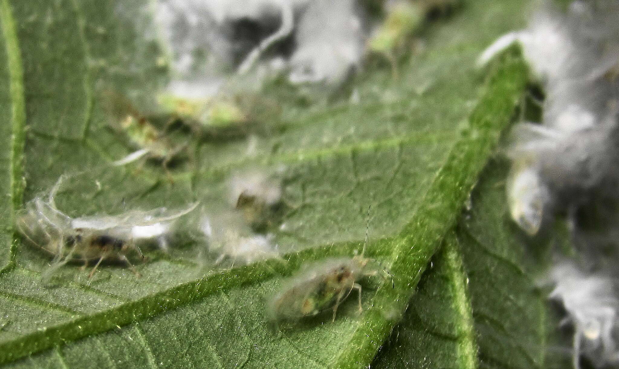 Image of Psyllid