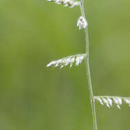 Plancia ëd Brachiaria holosericea (R. Br.) Hughes