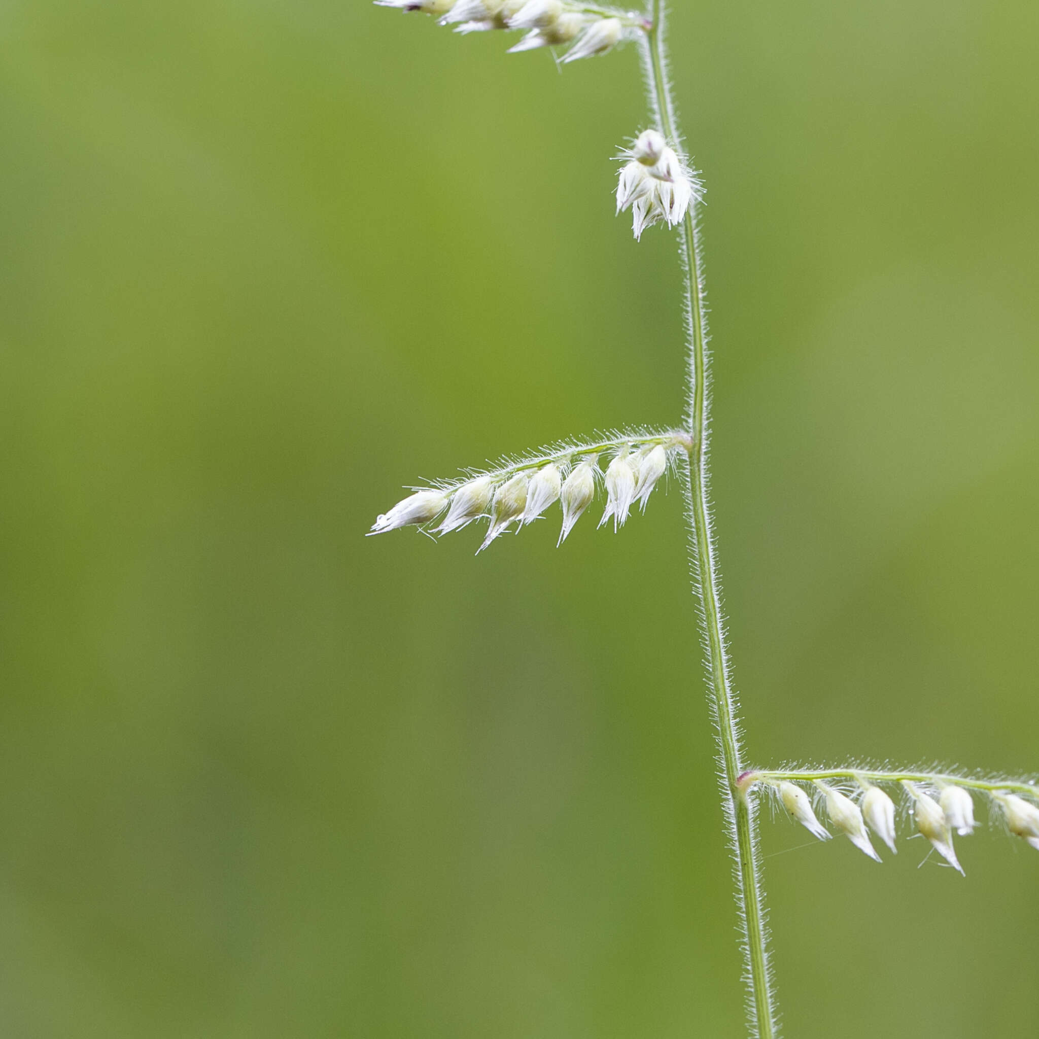 Image of Brachiaria holosericea (R. Br.) Hughes