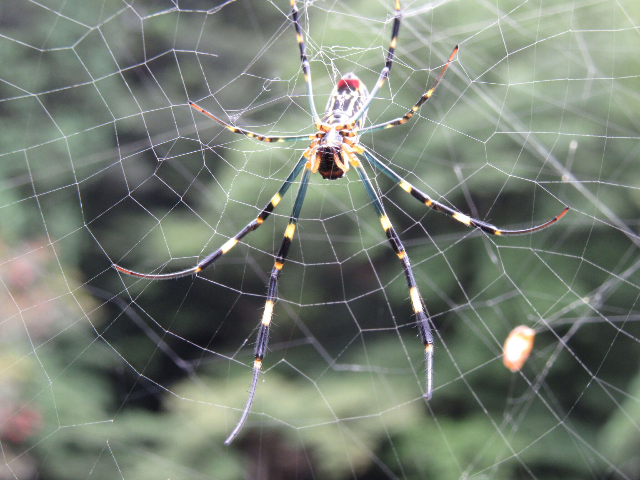 صورة Trichonephila clavata (L. Koch 1878)