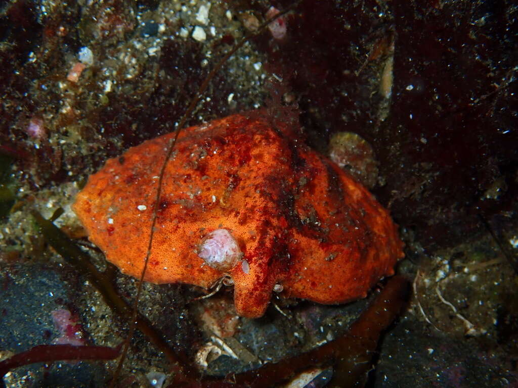 Image of Butterfly crab