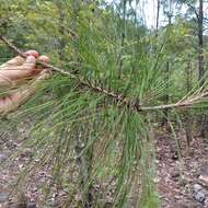 Image of Pinus pseudostrobus var. apulcensis (Lindl.) Shaw