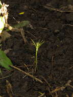 Imagem de Psoralea fascicularis DC.