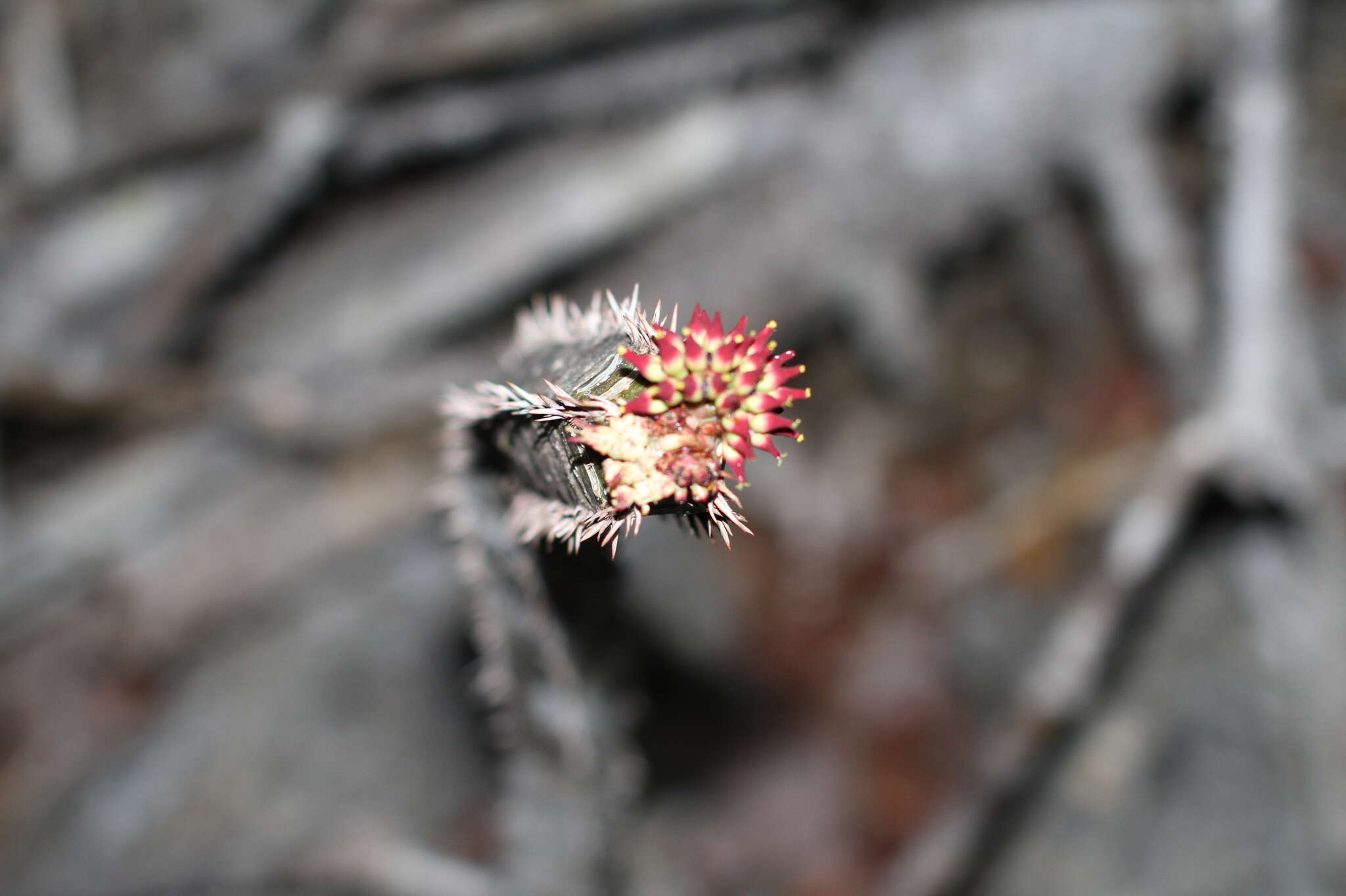 Image of Euphorbia neohumbertii Boiteau