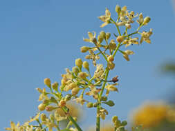 Image of Galium heldreichii Halácsy