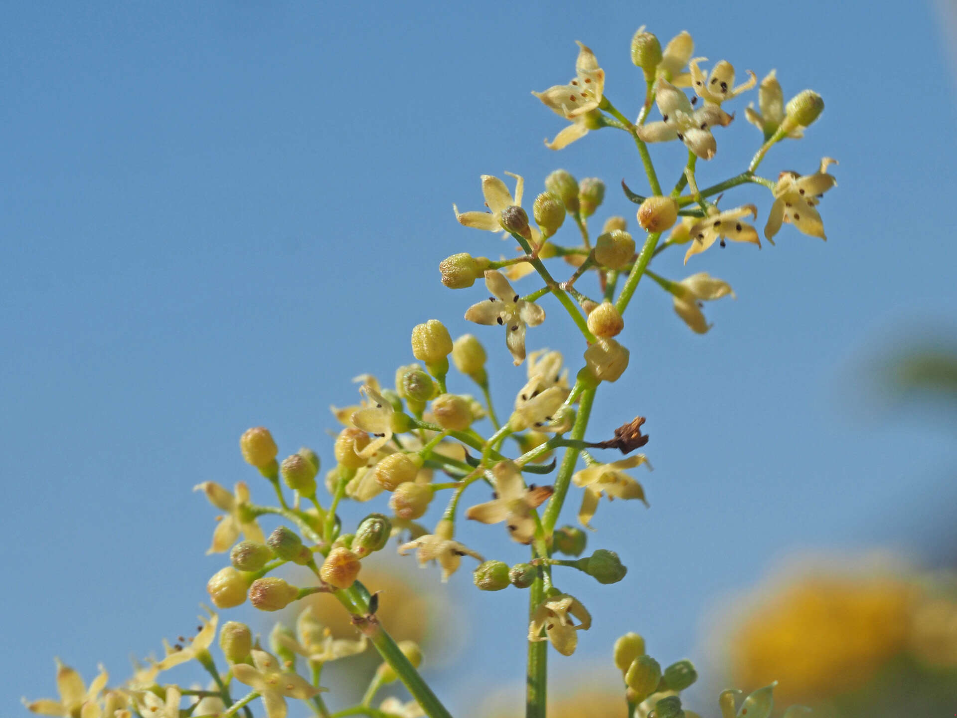 Image of Galium heldreichii Halácsy