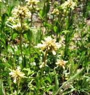 Image of yellow penstemon