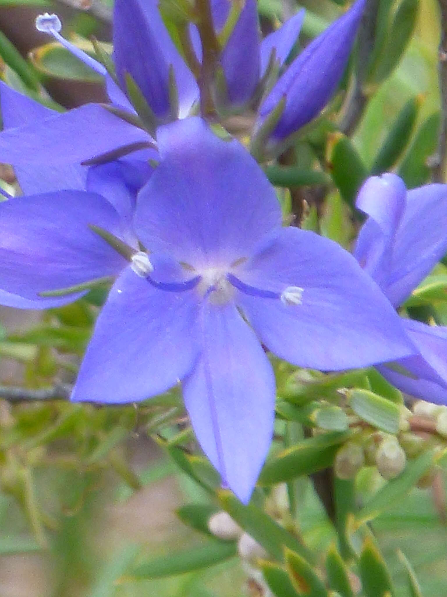 Image of Veronica arenaria A. Cunn. ex Benth.