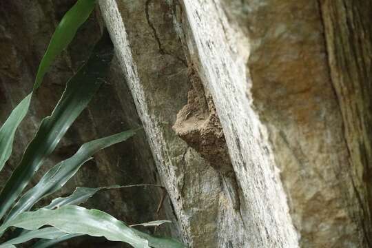 Image of rockfowl