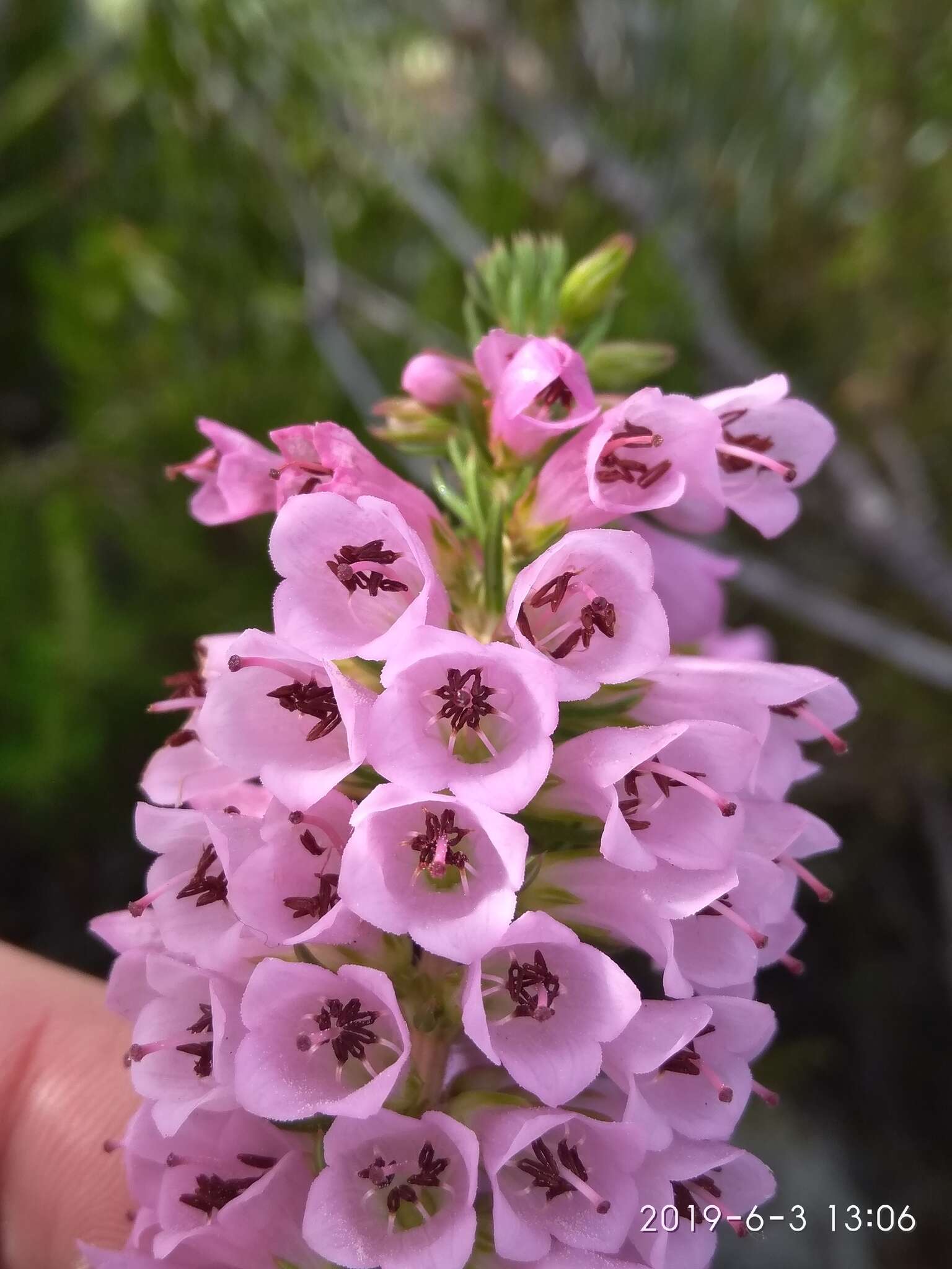 Image of Erica abietina subsp. constantiana E. G. H. Oliv. & I. M. Oliv.