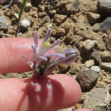 Sivun Androstephium breviflorum S. Watson kuva