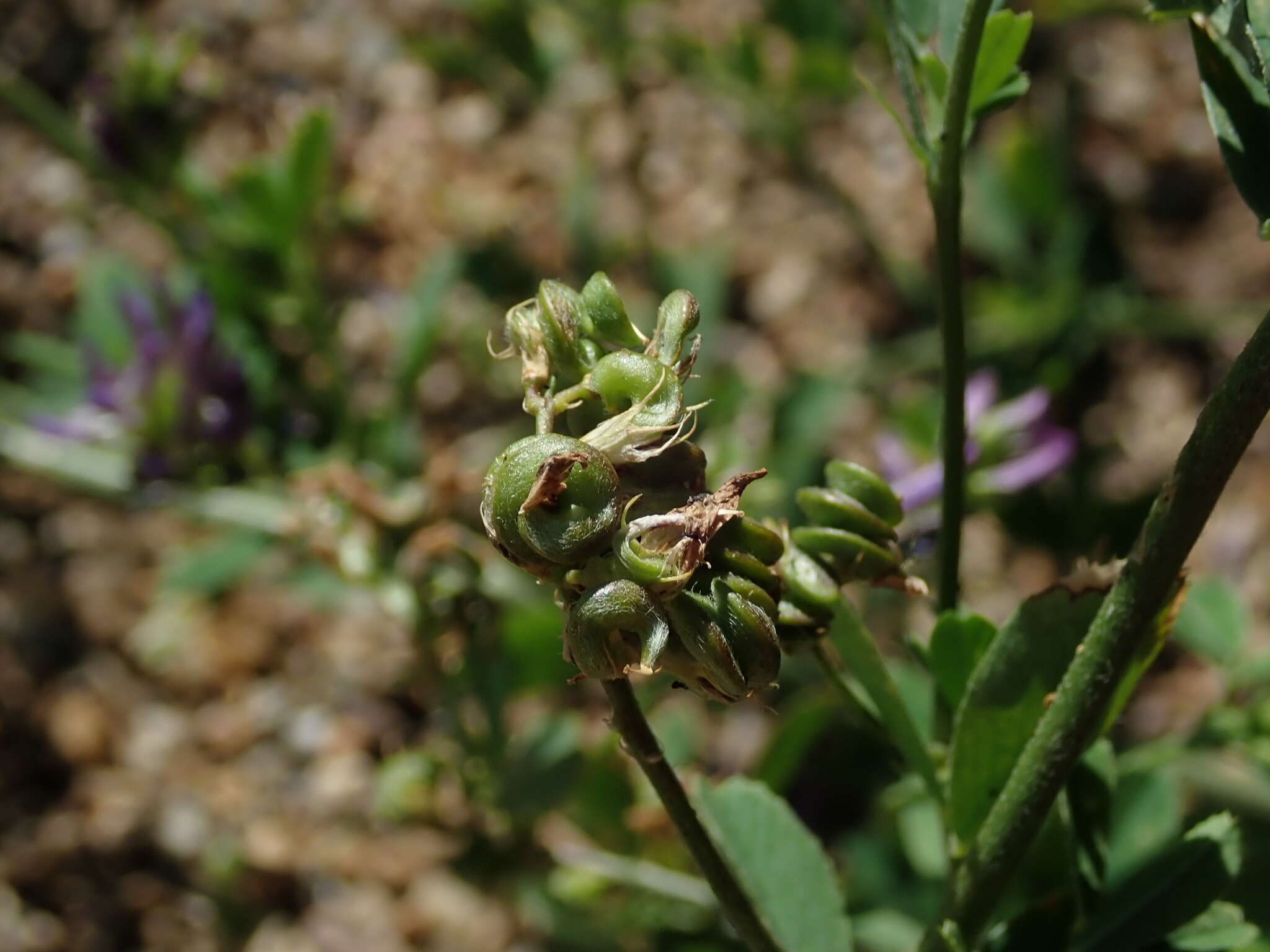 Imagem de Medicago sativa subsp. sativa