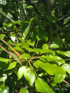 Слика од Pyrus communis L.