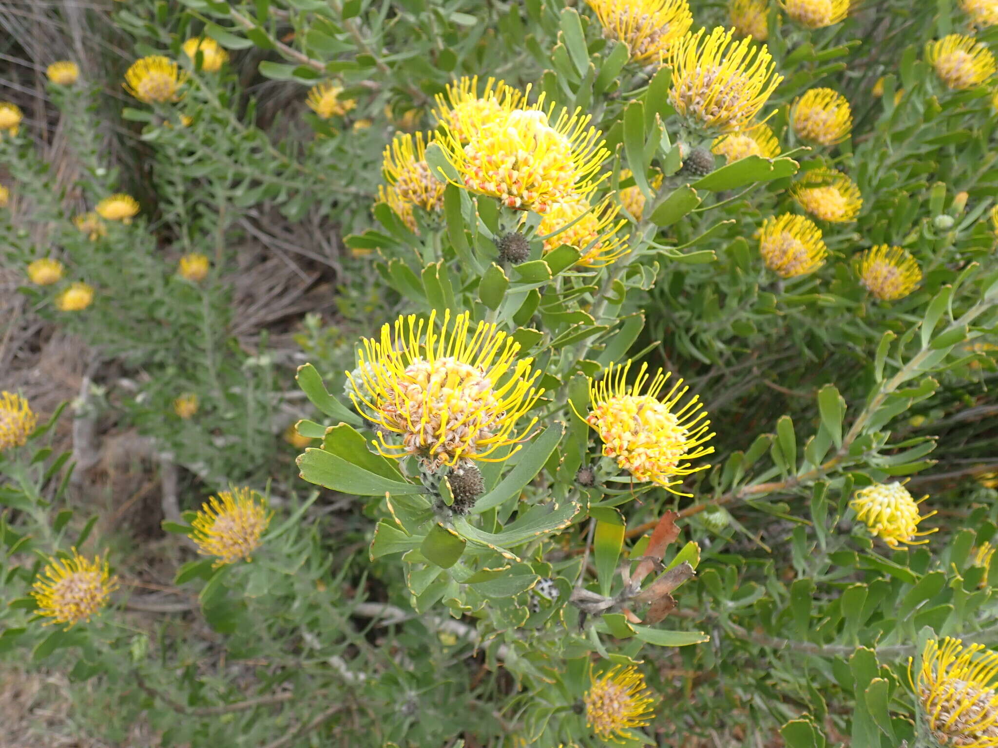 Image of Albertinia pincushion