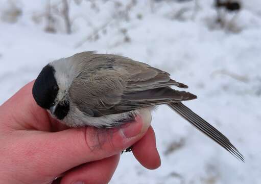 صورة Poecile palustris brevirostris Taczanowski 1872