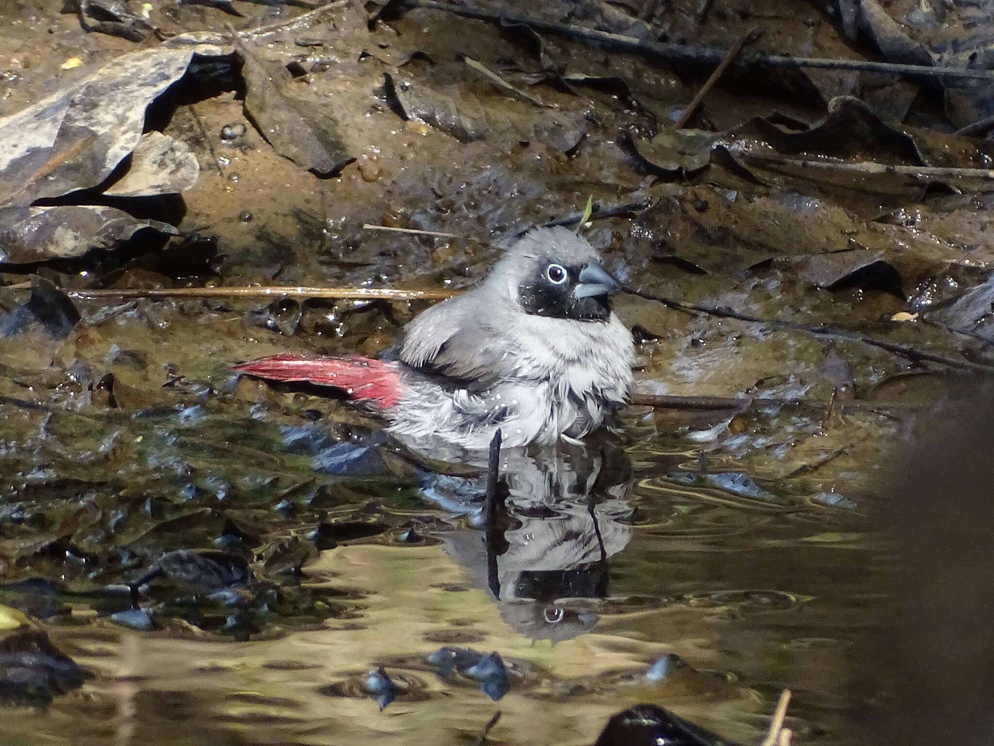 Image of Black-faced Firefinch