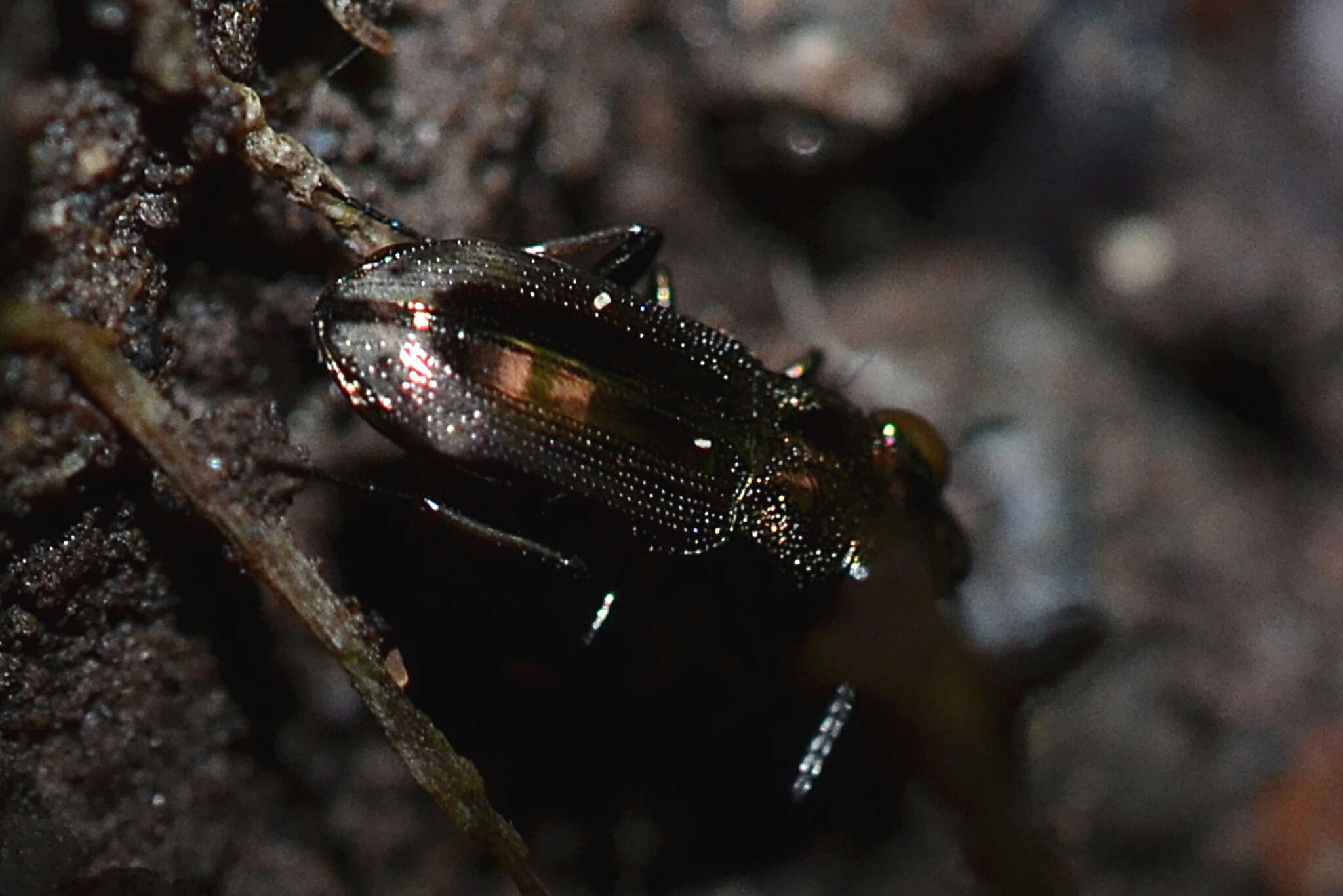 Image of Big-Eyed Bronze Beetle