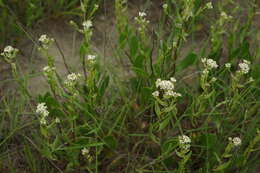 Image of Lepidium cartilagineum (J. Mayer) Thell.